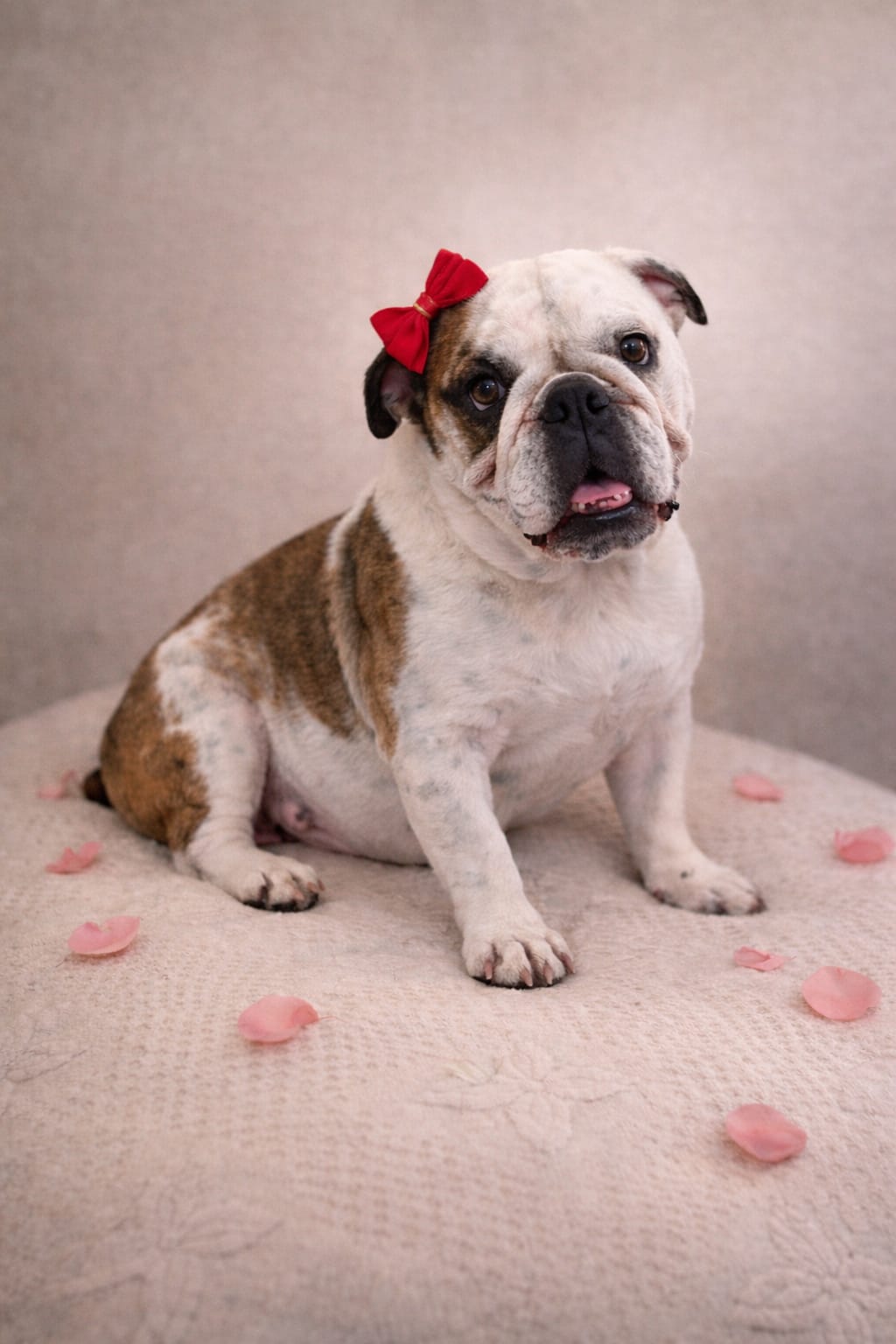 Elsa the English Bulldog