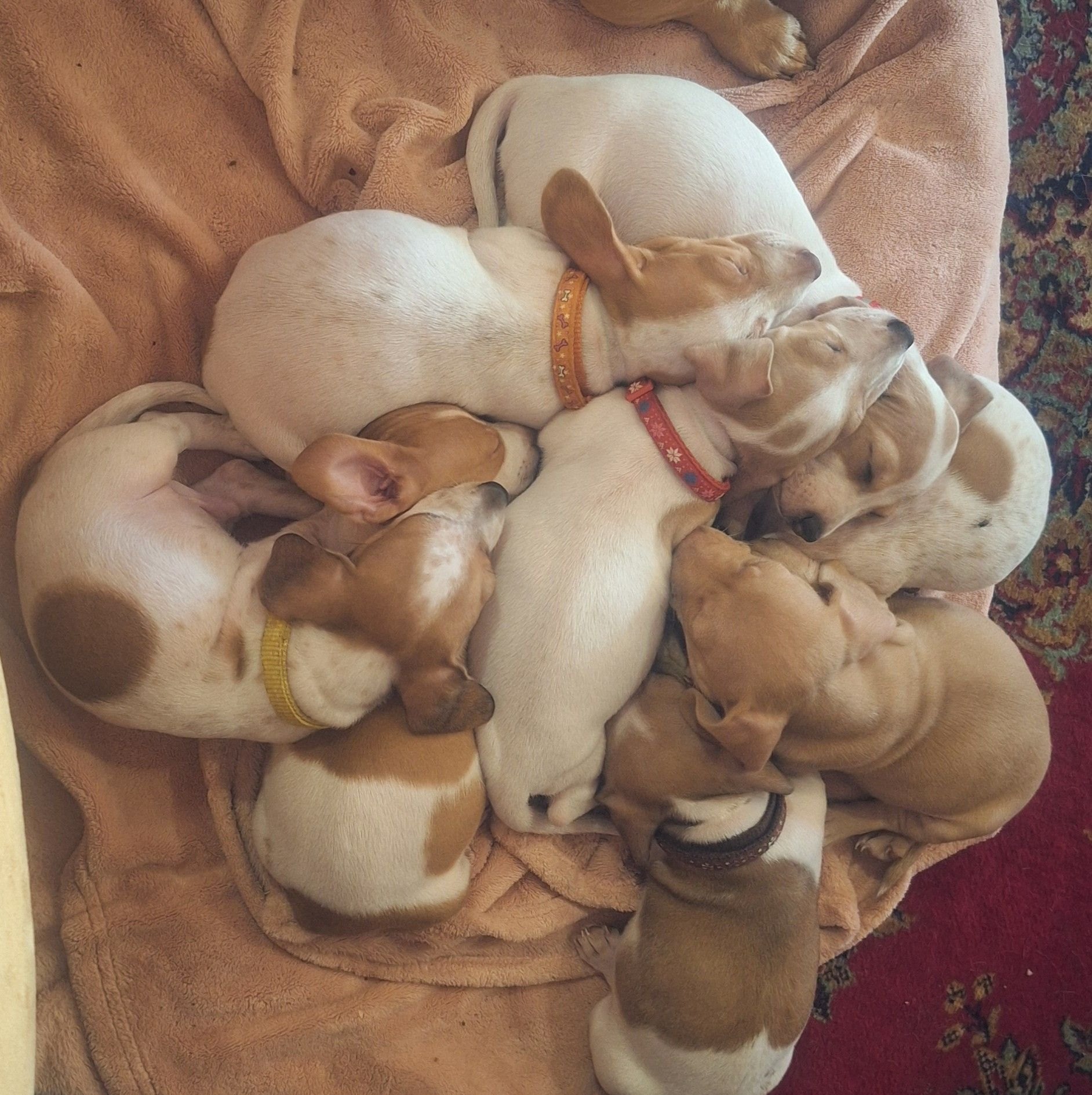 Dachshund litter