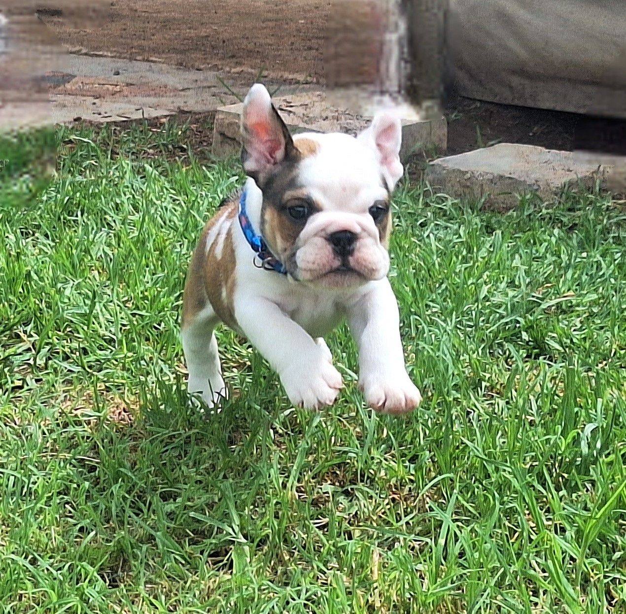 Bulldog puppies